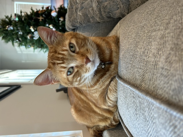 Simba